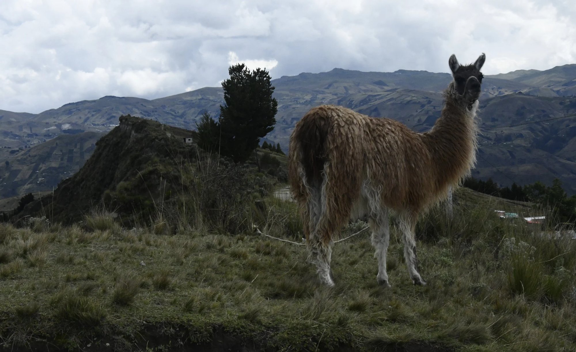 Alpaca in Quilotoa